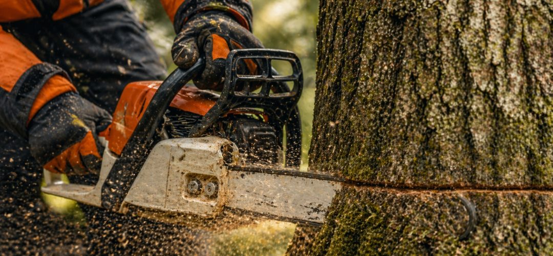 Chainsaw tree removal dunvant swansea