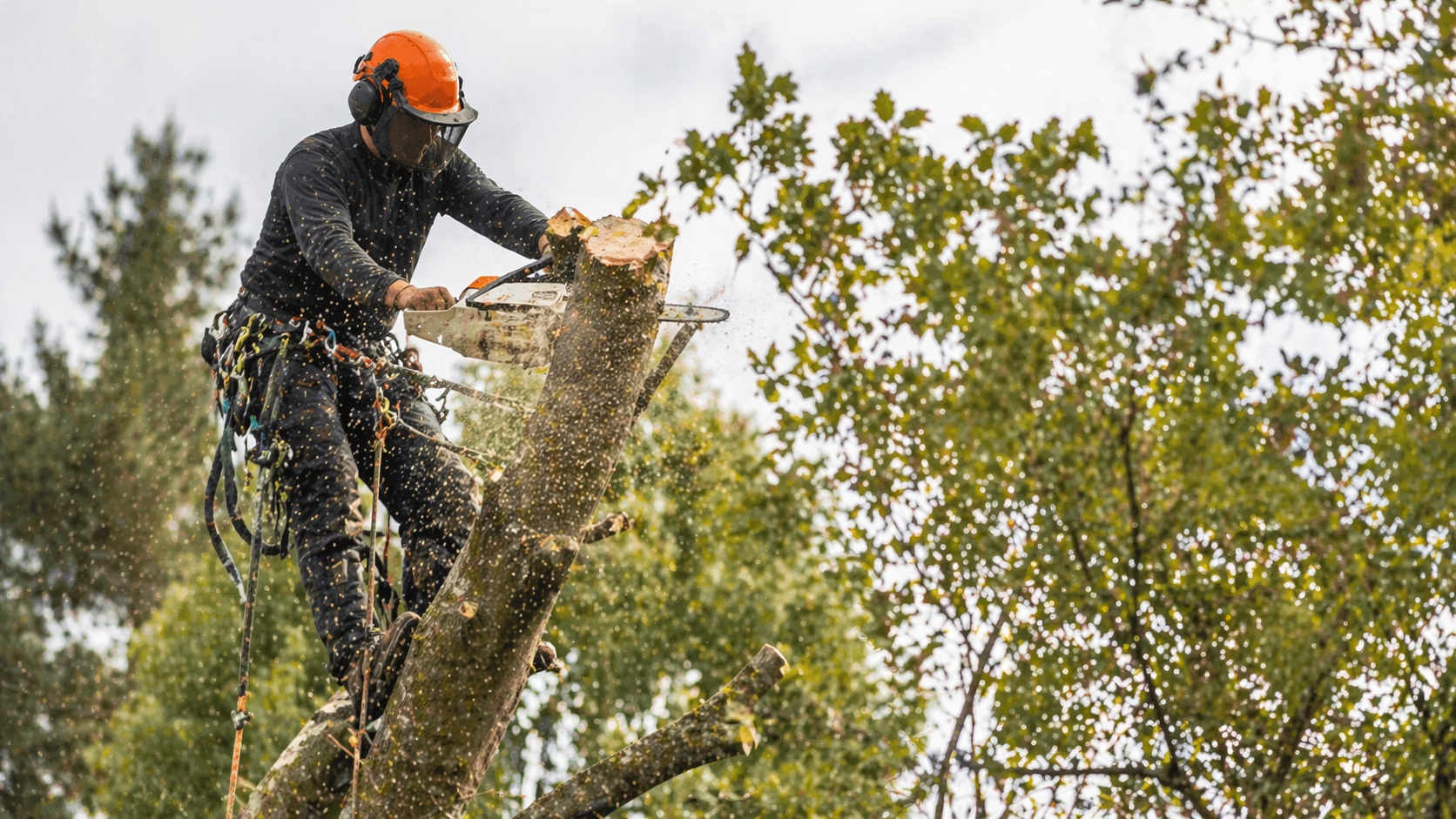 tree removal felling swansea