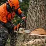tree surgery tree removal swansea